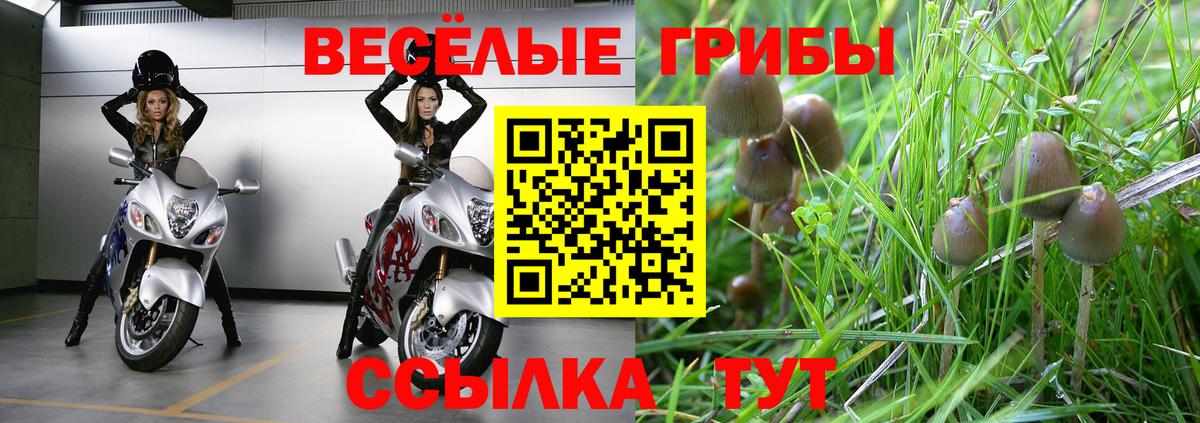 Псилоцибиновые грибы ЛСД  Вход с VPN  Сальск  Галлюциногенные грибы Psilocybe 